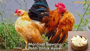 5 Manfaat Bawang Putih Untuk Ayam