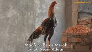 8 Manfaat Beras Merah untuk Ayam Aduan