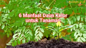 6 Manfaat Daun Kelor untuk Tanaman