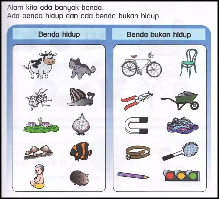 contoh benda mati dan benda hidup 6