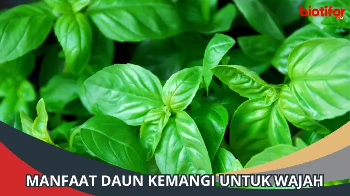 Manfaat Daun Kemangi untuk Wajah