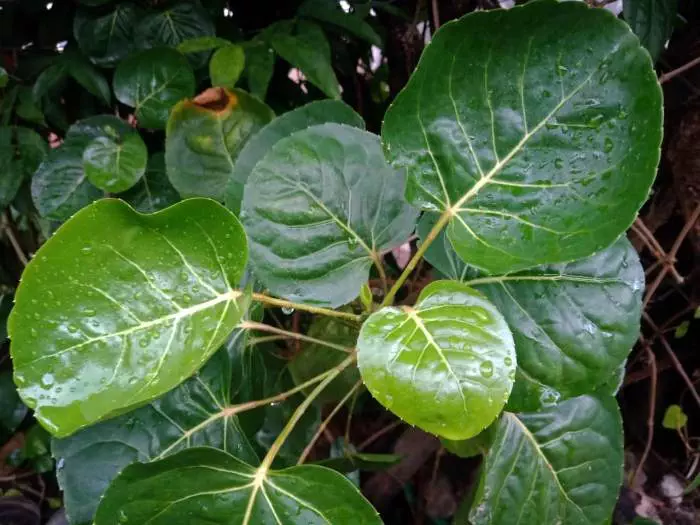 Manfaat Daun Mangkokan untuk rambut keposiasi 2 2