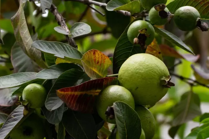 tidak hanya bermanfaat untuk meredakan diare daun jambu bij huqe