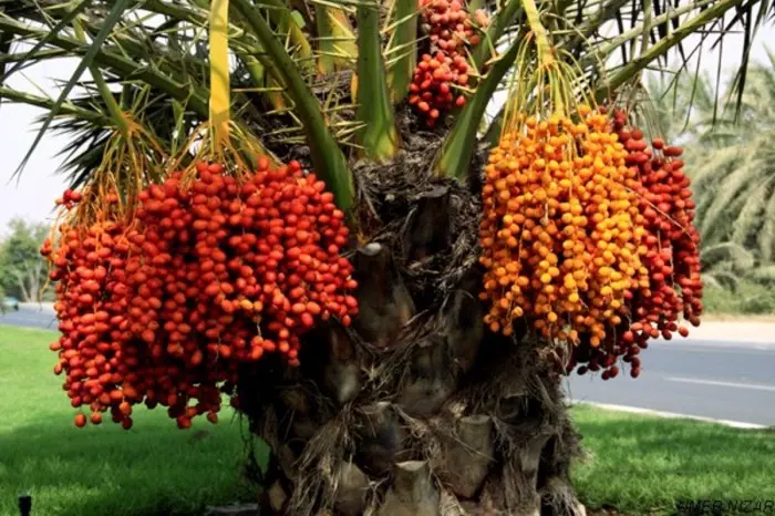 Manfaat Kurma Palm Fruit Sebagai Buah Kaya Serat Dan Vitamin Untuk Mendukung Kesehatan Jantung Dan Sistem Pencernaan