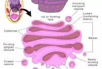 7 Important Functions of Golgi Apparatus Class 9