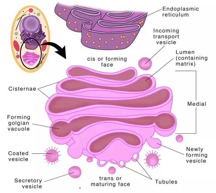 7 Important Functions of Golgi Apparatus Class 9