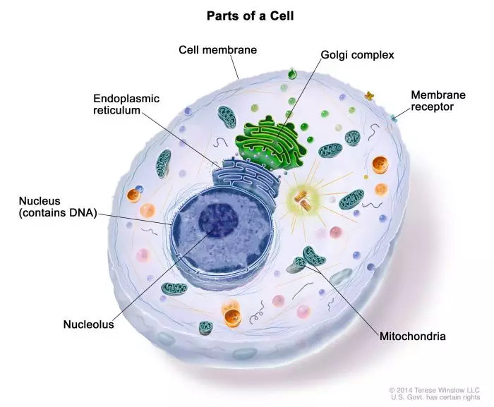 Apa Manfaat Dari Badan Golgi Untuk Proses Metabolisme Sel