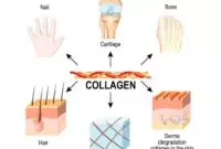 Manfaat Collagen Badan Untuk Kulit Dan Kesehatan Tubuh