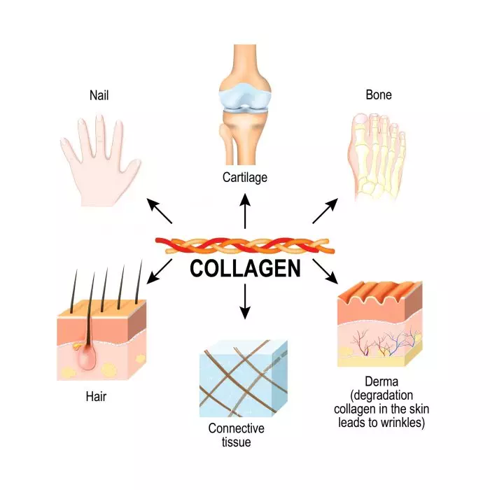 Manfaat Collagen Badan Untuk Kulit Dan Kesehatan Tubuh