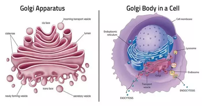 Manfaat Badan Golgi Pada Tumbuhan Dalam Memproses Karbohidrat