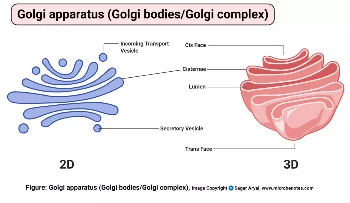 Apa Manfaat Dari Badan Golgi Untuk Proses Metabolisme Sel