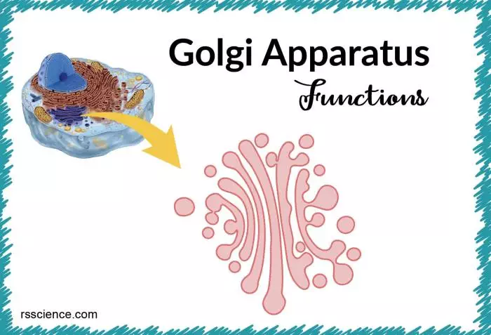 Golgi apparatus function cover 1