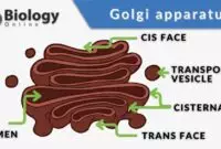 Golgi apparatus parts