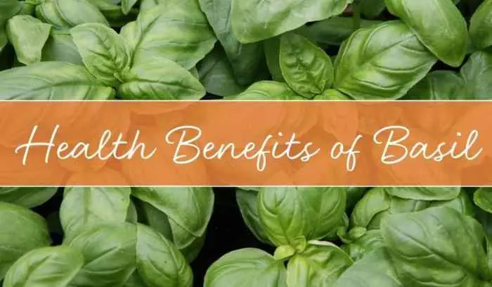 Health Benefits of Basil Featured 1080x630 1