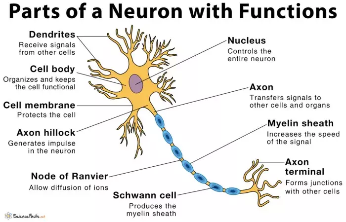 Parts of a Neuron Diagram