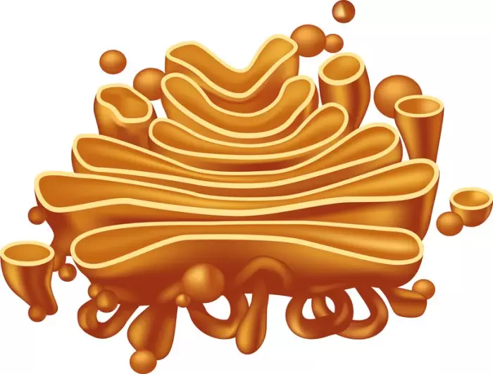 biologycell the unit of lifeendomembrane system i 0