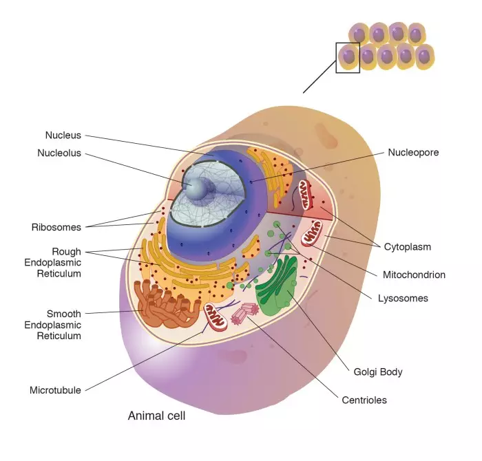 Manfaat Badan Golgi Pada Sel Hewan Untuk Sekresi Protein