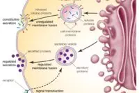 Manfaat Badan Golgi Pada Sel Hewan Untuk Sekresi Protein