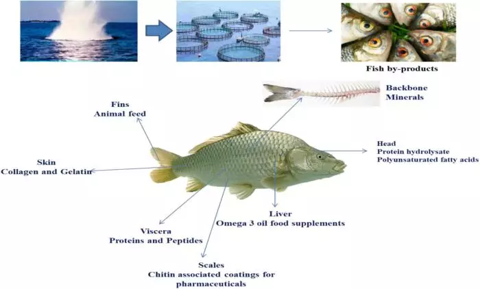 Manfaat Badan Ikan Sebagai Sumber Protein Berkualitas