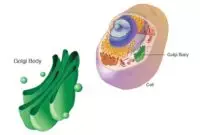 Manfaat Badan Golgi Adalah Mengatur Pengangkutan Molekul Sel