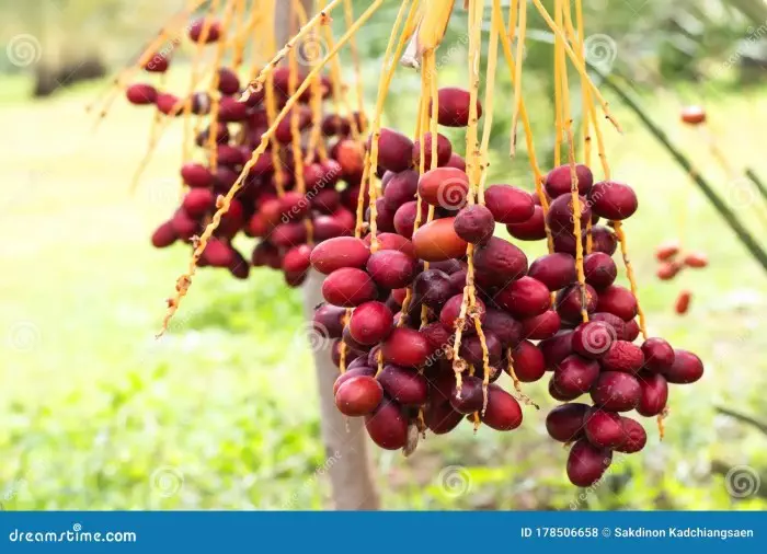 Manfaat Kurma Palm Fruit Sebagai Buah Kaya Serat Dan Vitamin Untuk Mendukung Kesehatan Jantung Dan Sistem Pencernaan