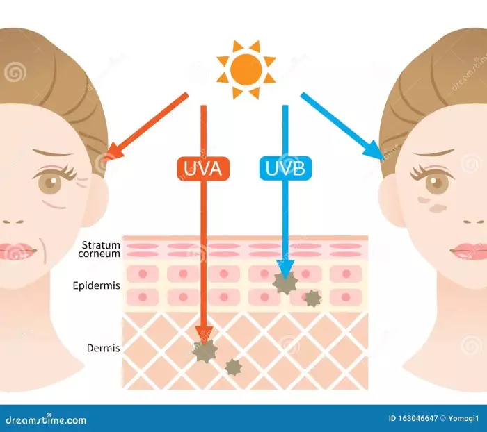 skin layer illustrationn uva rays penetrate deep dermis causing winkle uvb rays damage epidermis to produce 163046647