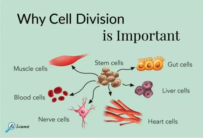 why cell division is important 1024x698 1