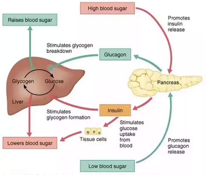 Khasiat Kurma Ruthob Untuk Diabetes, Sumber Nutrisi Yang Mendukung Pengaturan Gula Darah Secara Alami