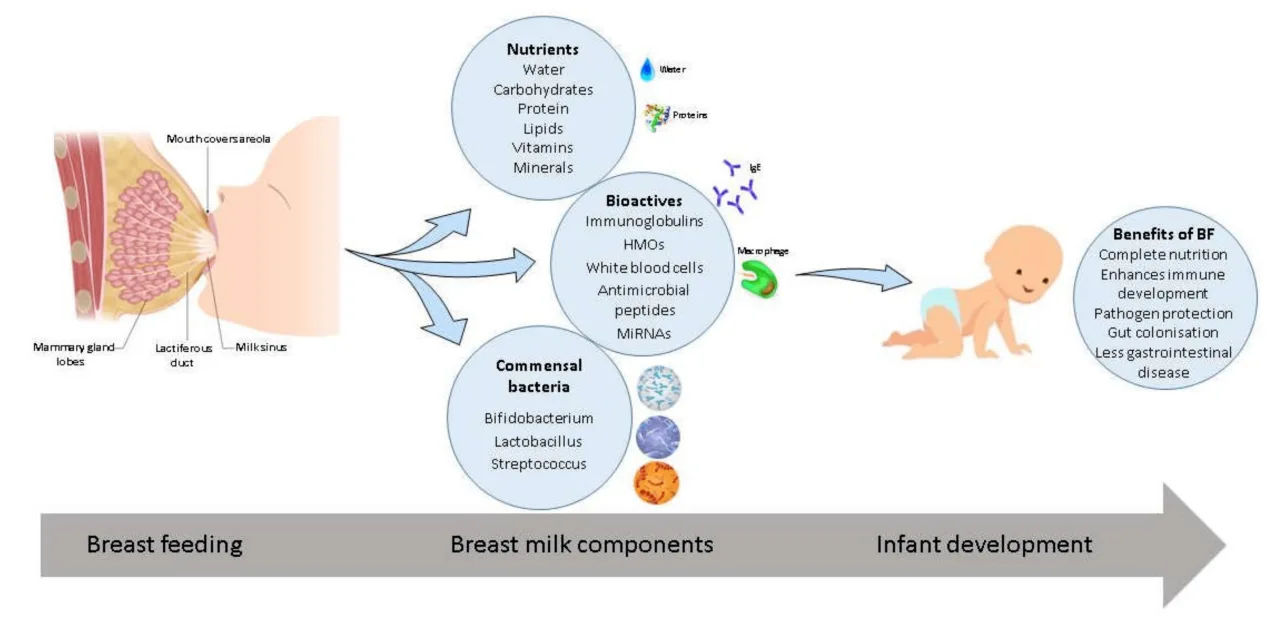 Manfaat Kurma Untuk Busui, Mendukung Produksi Asi Yang Berkualitas Dan Nutrisi Baik Untuk Bayi